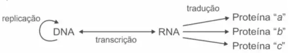figura seguinte representa um modelo de transmissão da informação genética nos sistemas biológicos. No fim do processo, que inclui a replicação, a transcrição e a tradução, há três formas proteicas diferentes denominadas a, b e c. figura seguinte representa um modelo de transmissão da informação genética nos sistemas biológicos. No fim do processo, que inclui a replicação, a transcrição e a tradução, há três formas proteicas diferentes denominadas a, b e c.