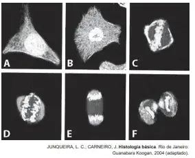 A figura apresenta diferentes fases do ciclo de uma célula somática, cultivada e fotografada em microscópio confocal de varredura a laser. As partes mais claras evidenciam o DNA. A figura apresenta diferentes fases do ciclo de uma célula somática, cultivada e fotografada em microscópio confocal de varredura a laser. As partes mais claras evidenciam o DNA.