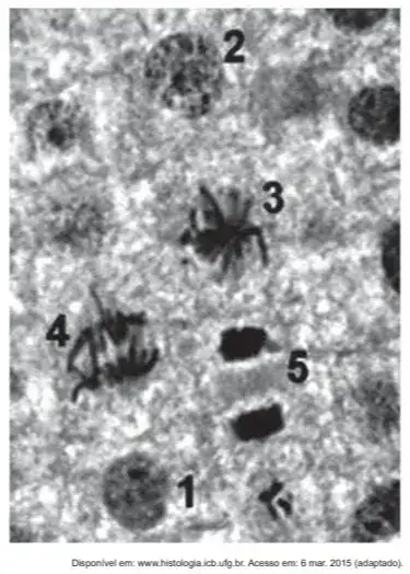 A imagem corresponde ao tecido da raiz de cebola, visto ao microscópio, e cada número marca uma das diferentes etapas do ciclo celular. A imagem corresponde ao tecido da raiz de cebola, visto ao microscópio, e cada número marca uma das diferentes etapas do ciclo celular.