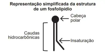Neste último aspecto, o tamanho e o grau de insaturação das caudas hidrocarbônicas dos fosfolipídios, conforme representados na figura, influenciam significativamente a fluidez. Isso porque quanto maior for a magnitude das interações entre os fosfolipídios, menor será a fluidez da membrana. Neste último aspecto, o tamanho e o grau de insaturação das caudas hidrocarbônicas dos fosfolipídios, conforme representados na figura, influenciam significativamente a fluidez. Isso porque quanto maior for a magnitude das interações entre os fosfolipídios, menor será a fluidez da membrana.