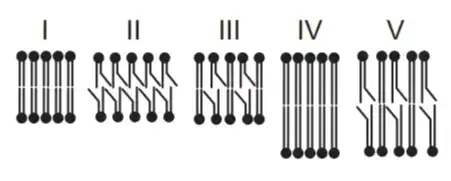 Assim, existem bicamadas lipídicas com diferentes composições de fosfolipídios, como as mostradas de I a V. Assim, existem bicamadas lipídicas com diferentes composições de fosfolipídios, como as mostradas de I a V.