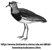 Carl von Linné (1707-1778), denominado Lineu, em Português, através de sua obra Systema Naturae, propôs uma forma de denominar os seres vivos por intermédio do que chamou de unidade básica de classificação ou ESPÉCIE. Carl von Linné (1707-1778), denominado Lineu, em Português, através de sua obra Systema Naturae, propôs uma forma de denominar os seres vivos por intermédio do que chamou de unidade básica de classificação ou ESPÉCIE.