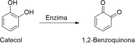 Os abacates, quando cortados e expostos ao ar, começam a escurecer. A reação química responsável por esse fenômeno é catalisada por uma enzima que transforma o catecol em 1,2-benzoquinona, que reage formando um polímero responsável pela cor marrom. Esse é um processo natural e um fator de proteção para a fruta, uma vez que as quinonas são tóxicas para as bactérias Os abacates, quando cortados e expostos ao ar, começam a escurecer. A reação química responsável por esse fenômeno é catalisada por uma enzima que transforma o catecol em 1,2-benzoquinona, que reage formando um polímero responsável pela cor marrom. Esse é um processo natural e um fator de proteção para a fruta, uma vez que as quinonas são tóxicas para as bactérias